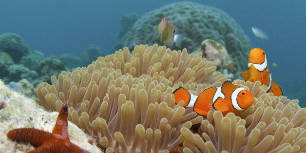 13 sorprendentes datos sobre la Gran Barrera de Coral, una de las maravillas naturales del mundo