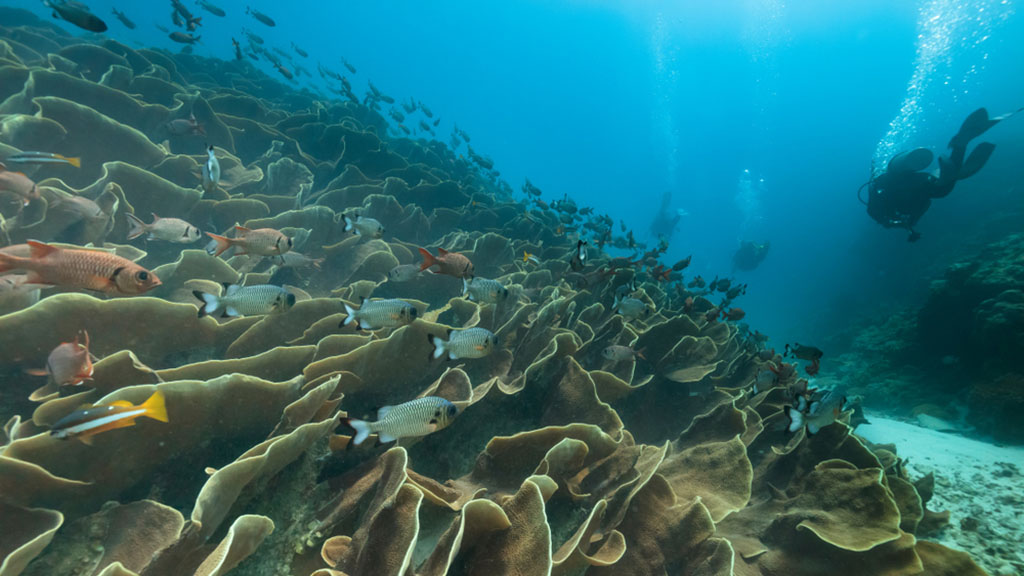 5 lý do nên đến thăm Palau, điểm đến lặn tốt nhất thế giới
